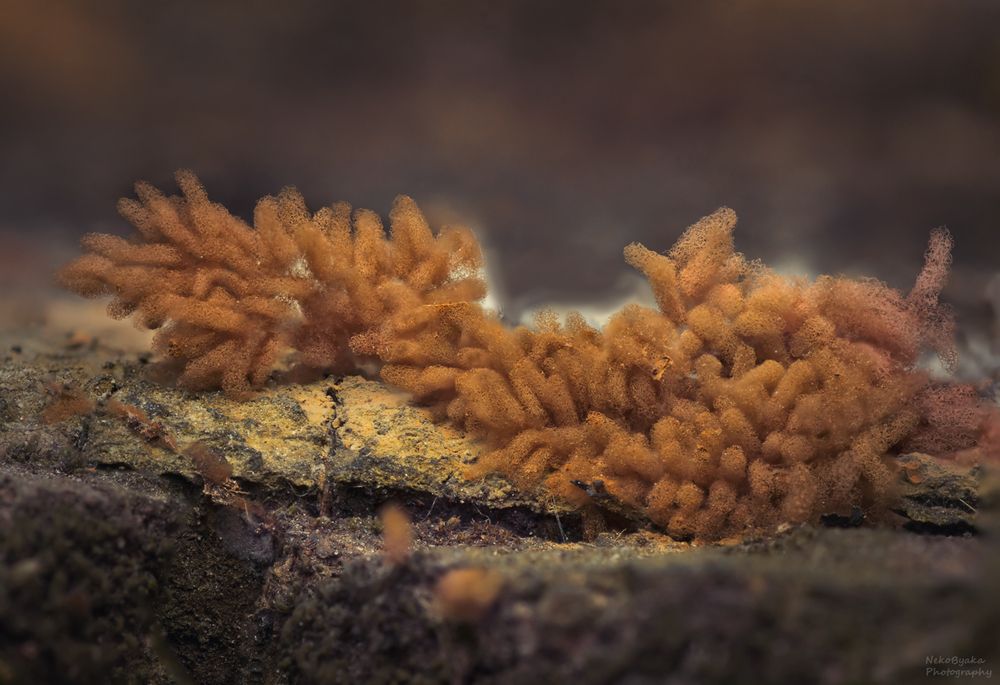 миксомицет Арцирия инкарнатная (Arcyria incarnata)