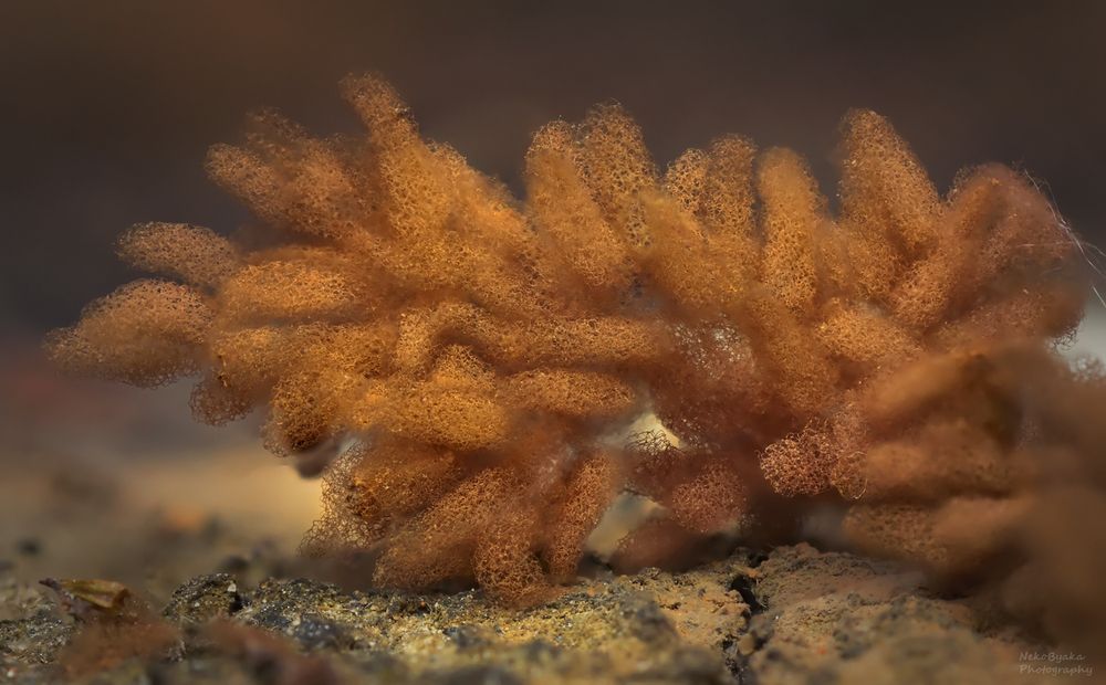 миксомицет Арцирия инкарнатная (Arcyria incarnata)