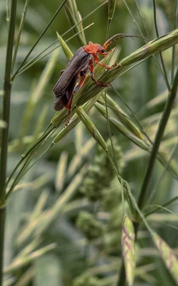 Photo 2874292