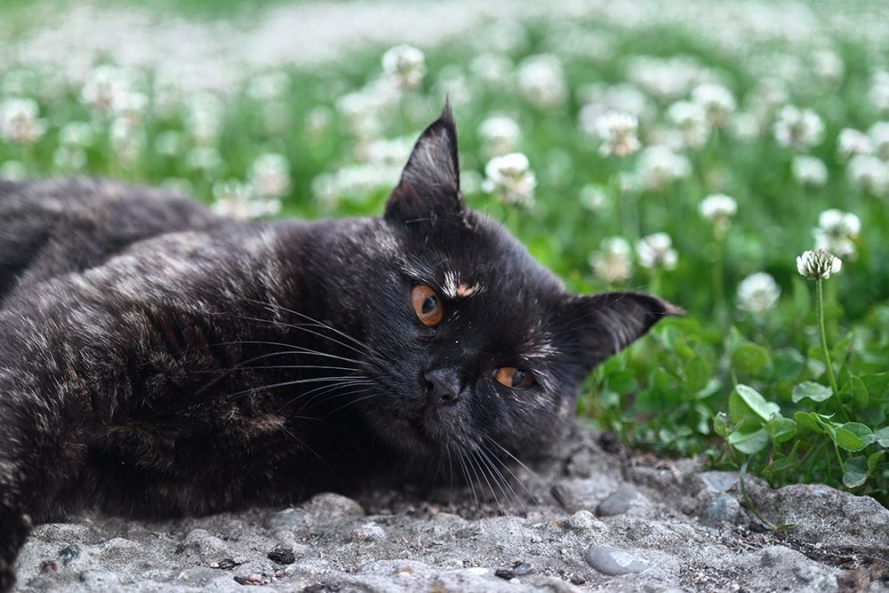 Кошачья тоска