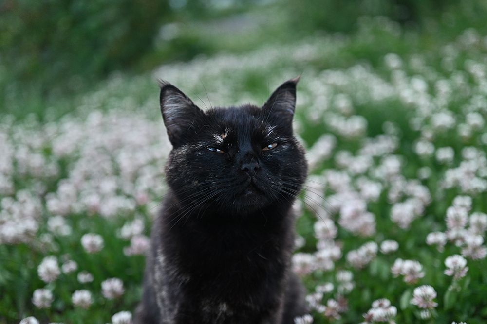 Кошачья тоска