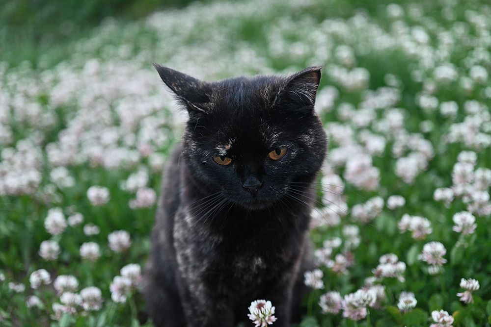 Кошачья тоска