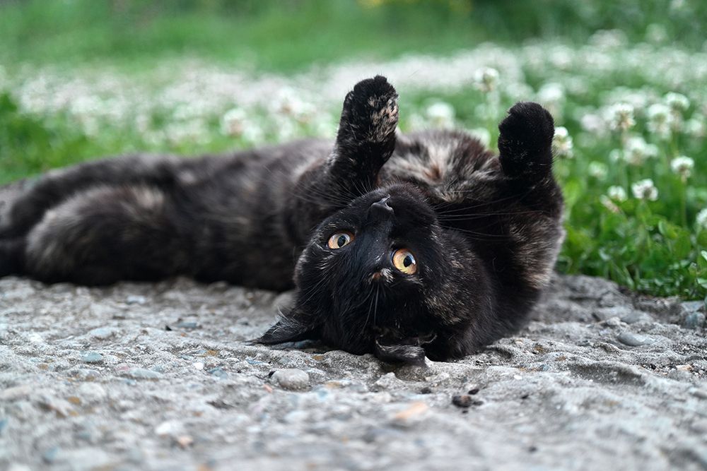 Кошачья тоска