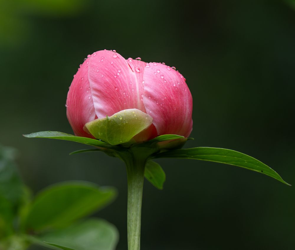 Photo 2875368