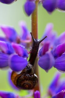 дачные улиточки