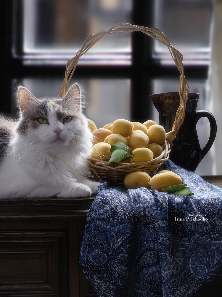 Кошка с абрикосами