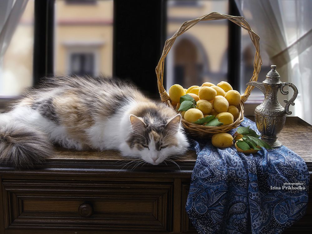 Кошка с абрикосами