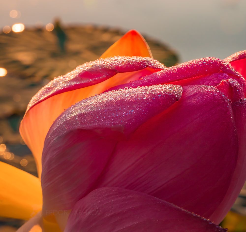 Лотосовый рассвет