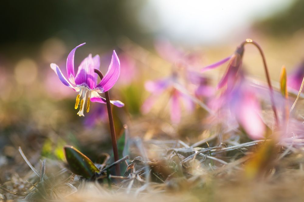 Семинские первенцы весны