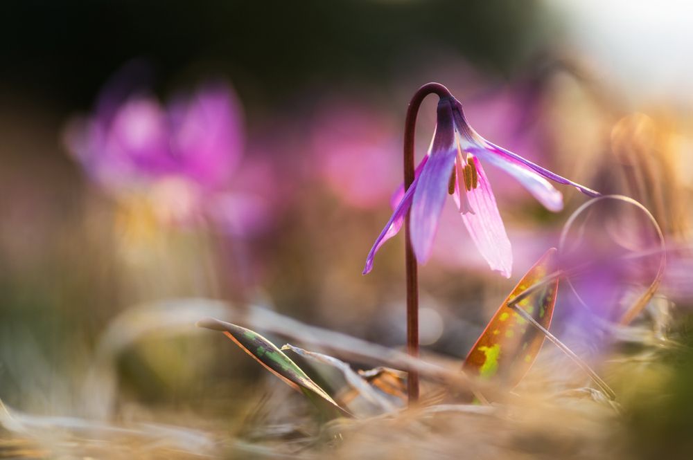 Семинские первенцы весны