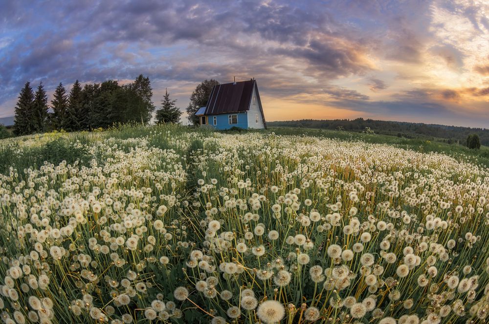 Планета Одуванчиков