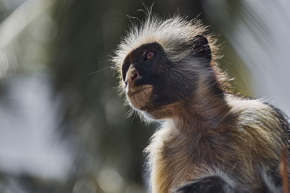 Colobus portrait1