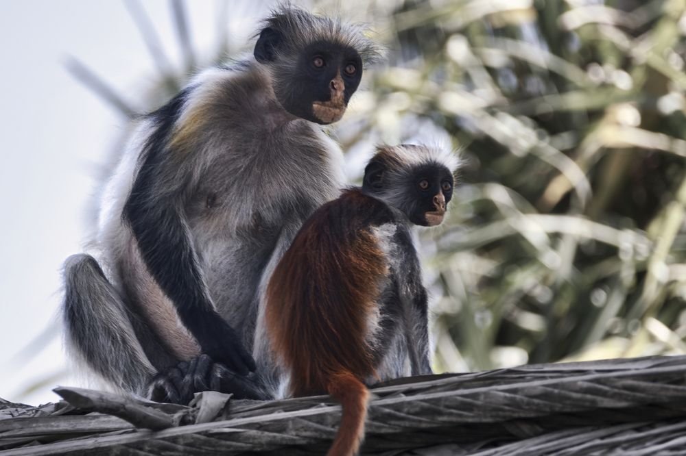 Colobus family2