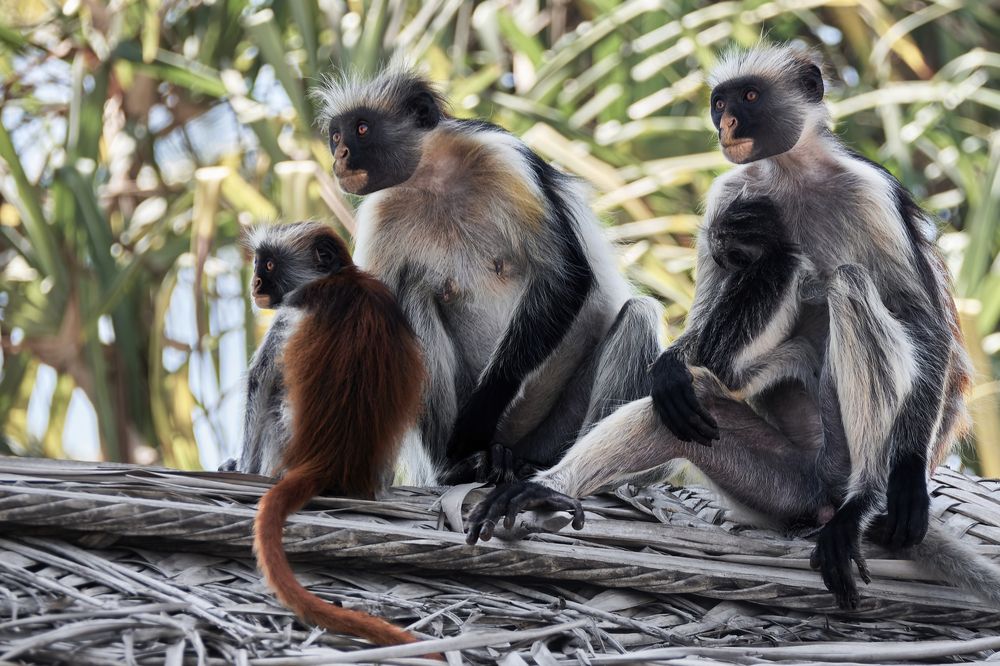 Colobus family3