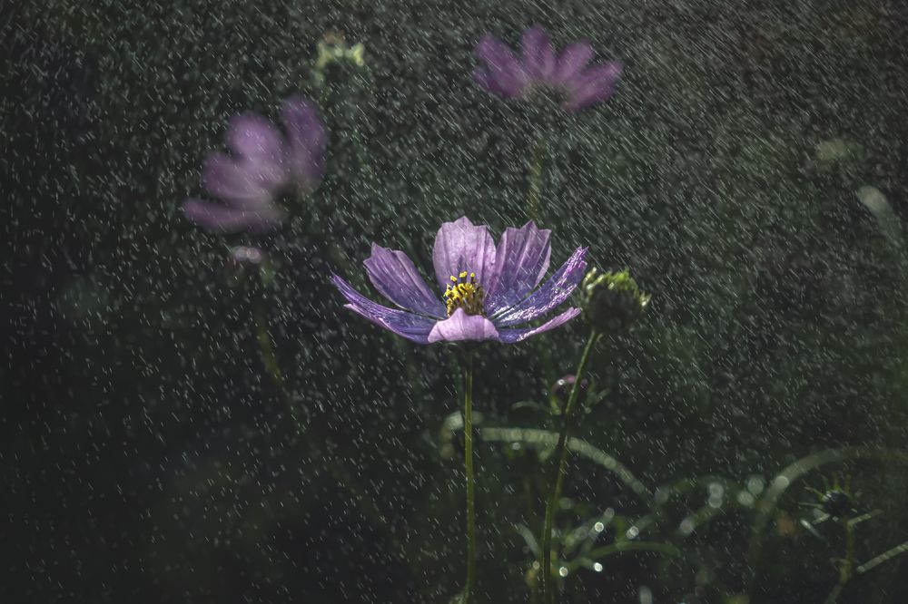 Photo 2881943
