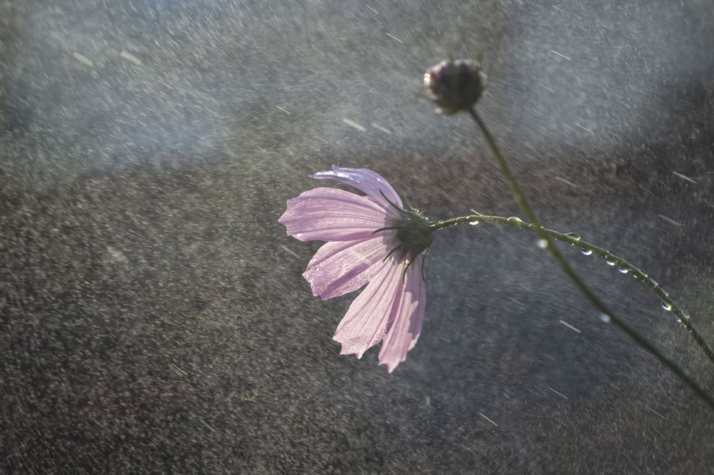 Photo 2881945
