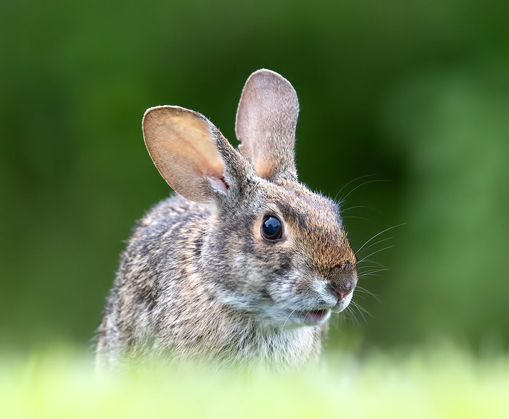 Eastern cottontail rabbits - Флоридский кролик, Кролик-ватный хвост