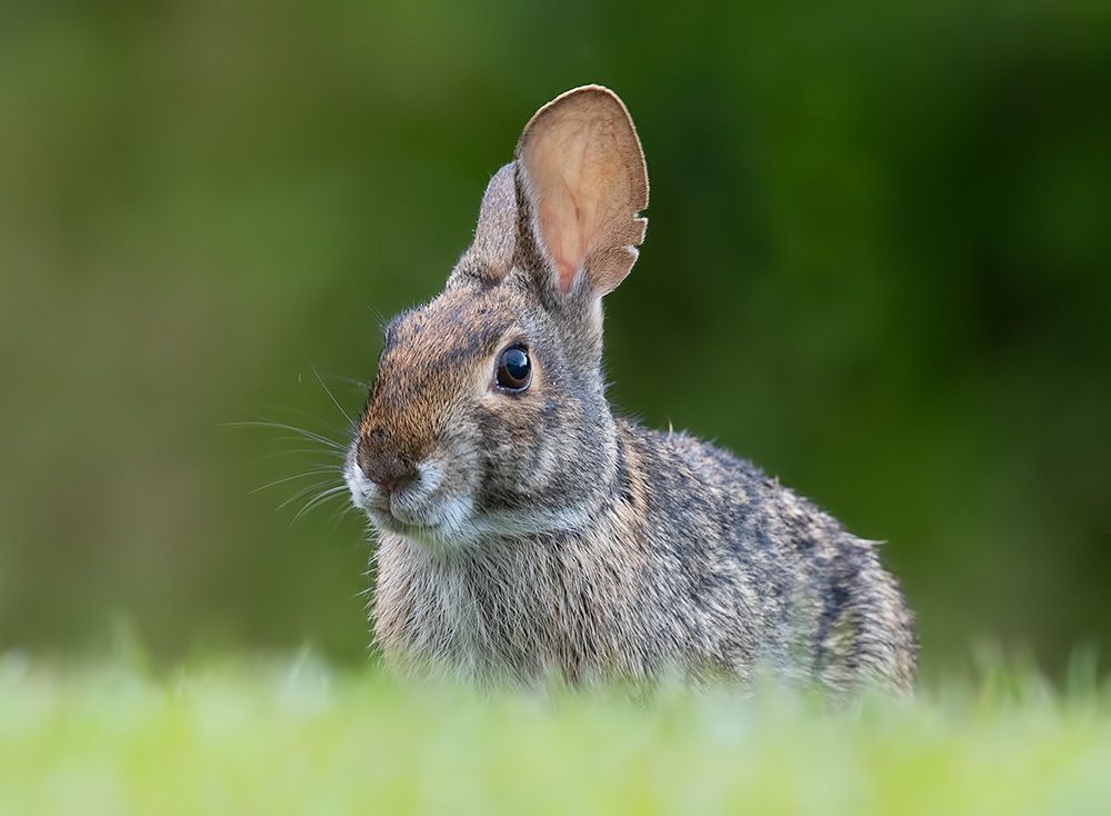 Eastern cottontail rabbits - Флоридский кролик, Кролик-ватный хвост