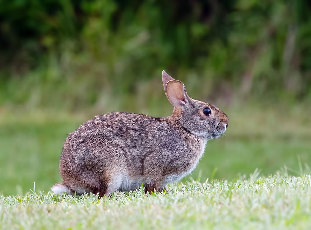 Eastern cottontail rabbits - Флоридский кролик, Кролик-ватный хвост
