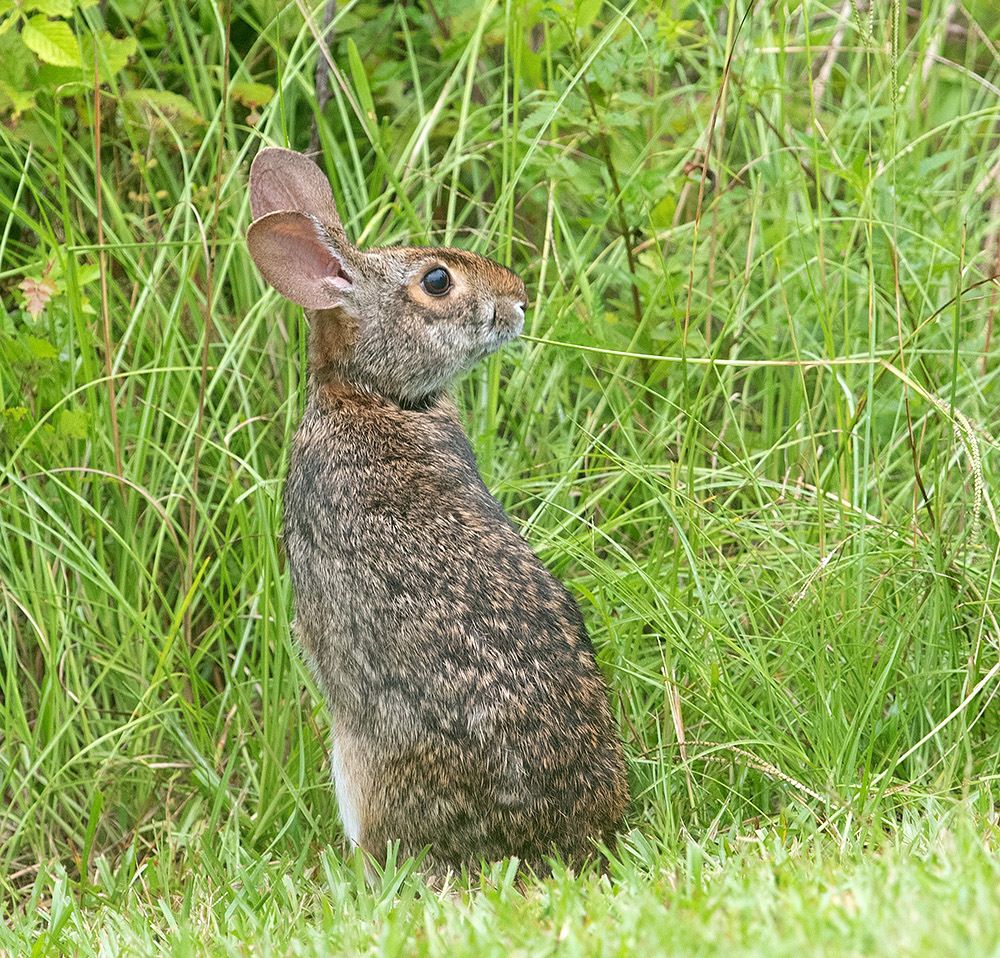 Eastern cottontail rabbits - Флоридский кролик, Кролик-ватный хвост