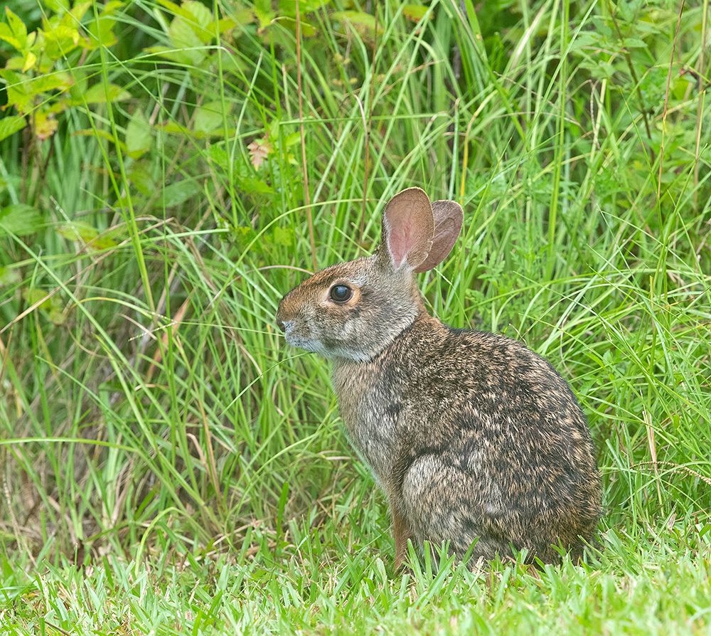 Eastern cottontail rabbits - Флоридский кролик, Кролик-ватный хвост