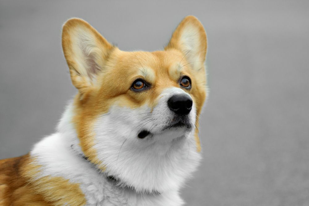 Милый Корги