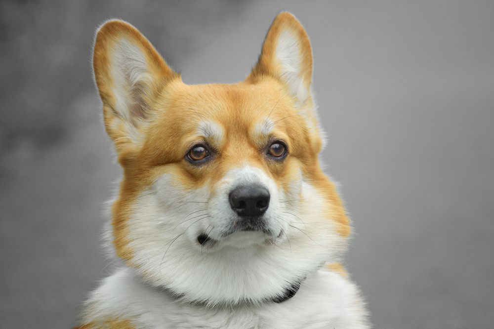Милый Корги