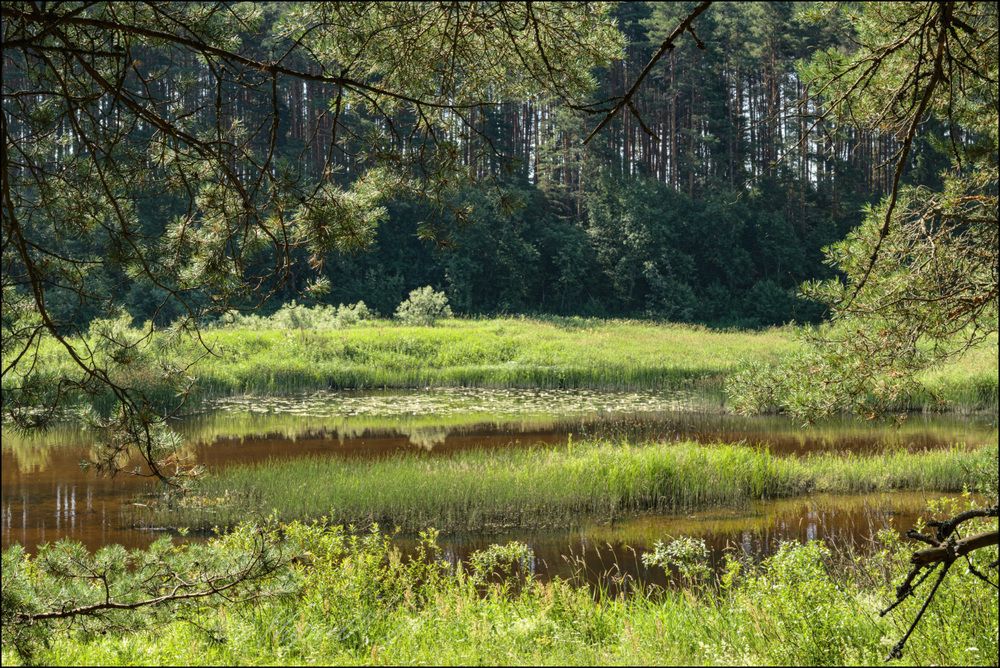 Жаркий день на речке