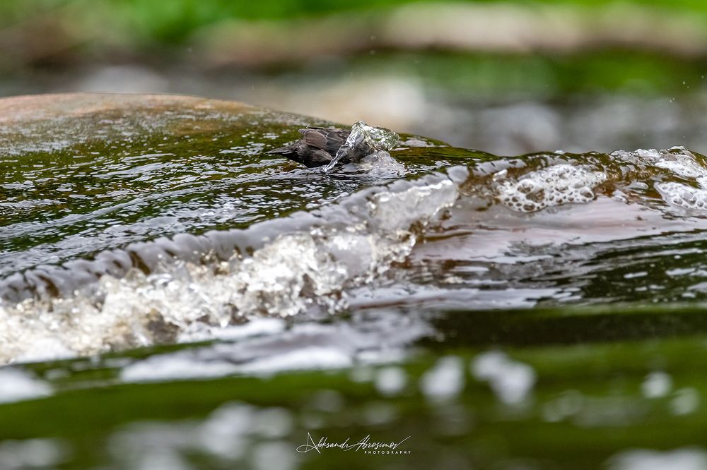 Photo 2883513
