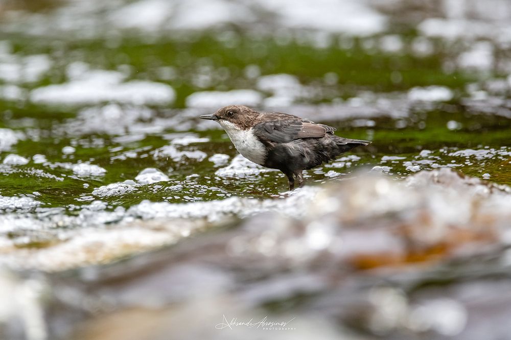 Photo 2883514