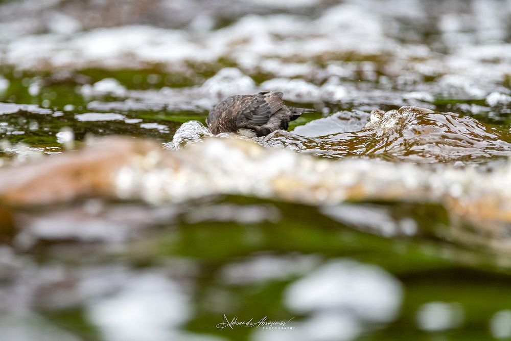 Photo 2883515