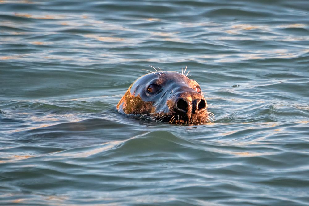Seal