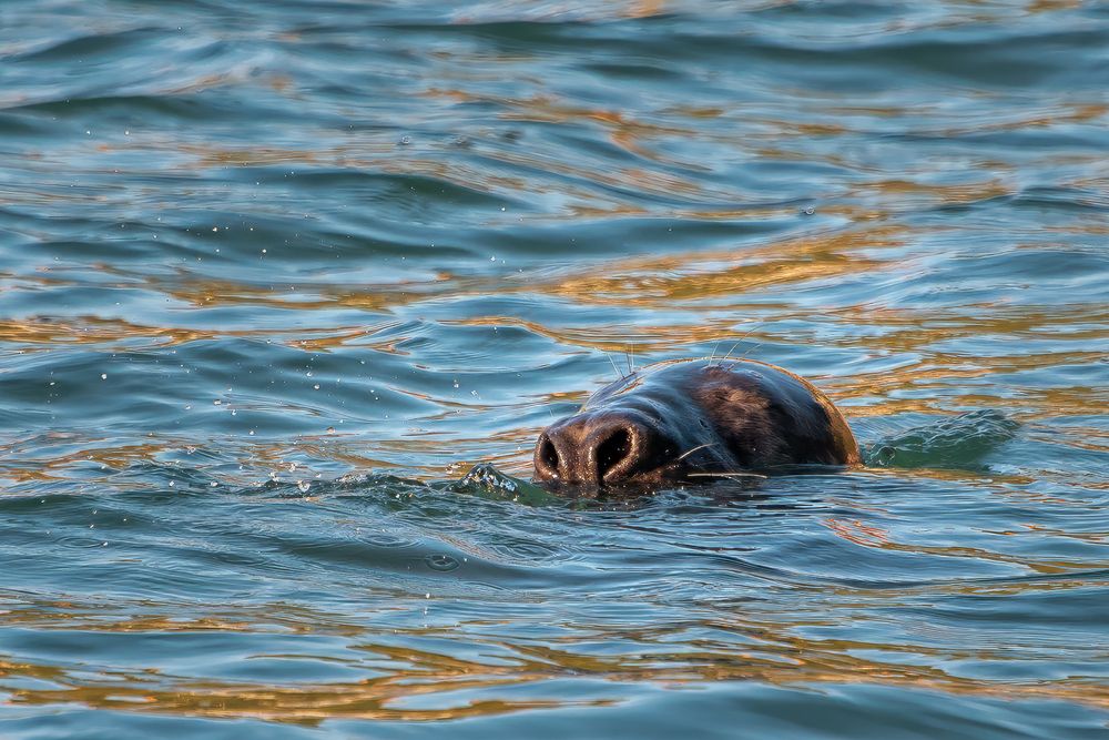 Seal