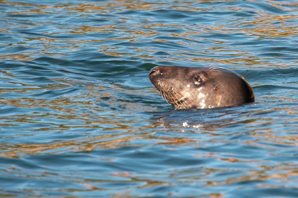 Seal