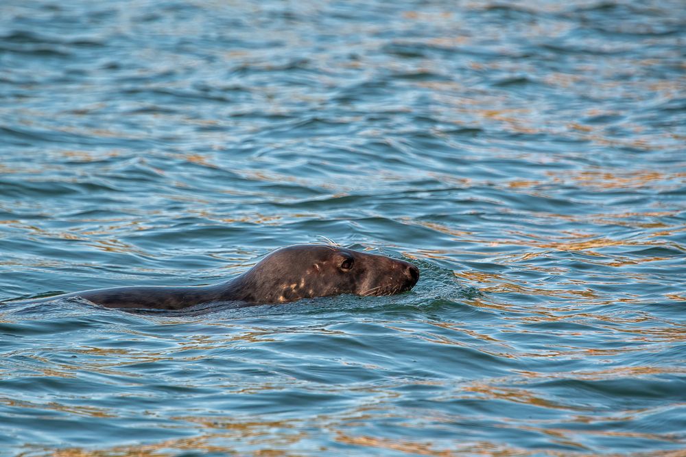 Seal