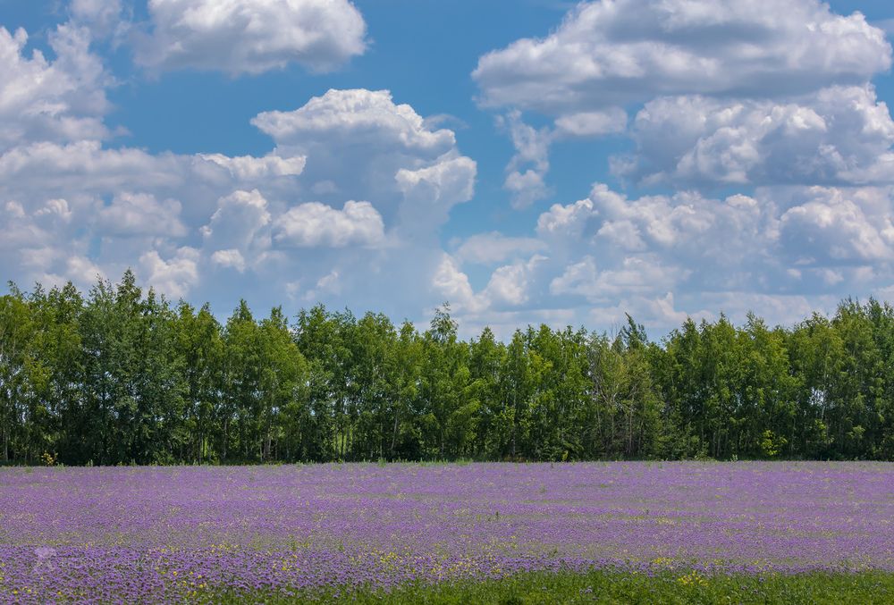 Облачное лето