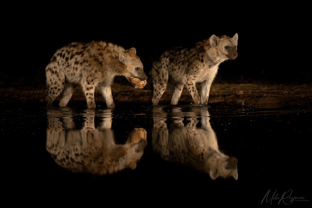 Hyenas and Black-backed jackals