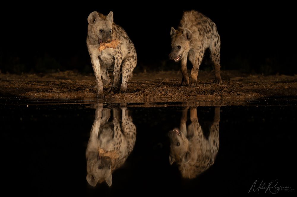 Hyenas and Black-backed jackals