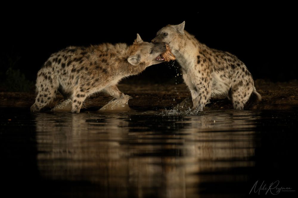Hyenas and Black-backed jackals