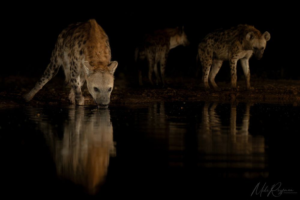 Hyenas and Black-backed jackals