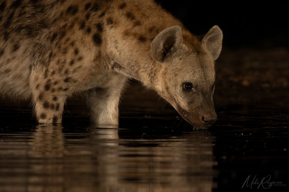 Hyenas and Black-backed jackals