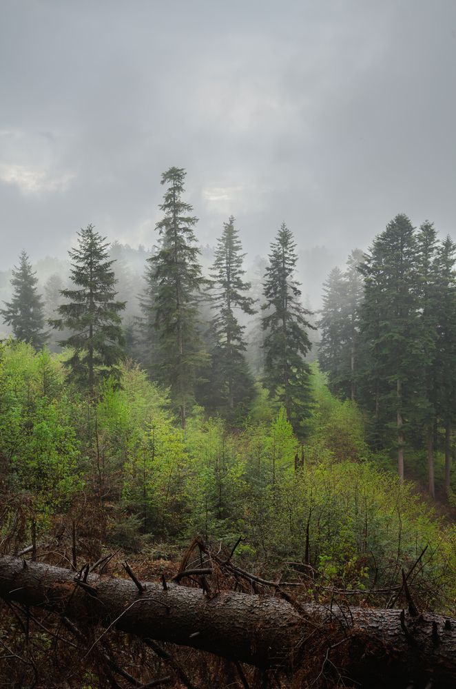 Forest