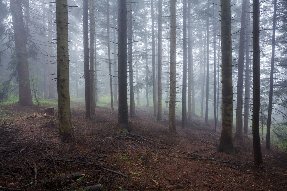Forest