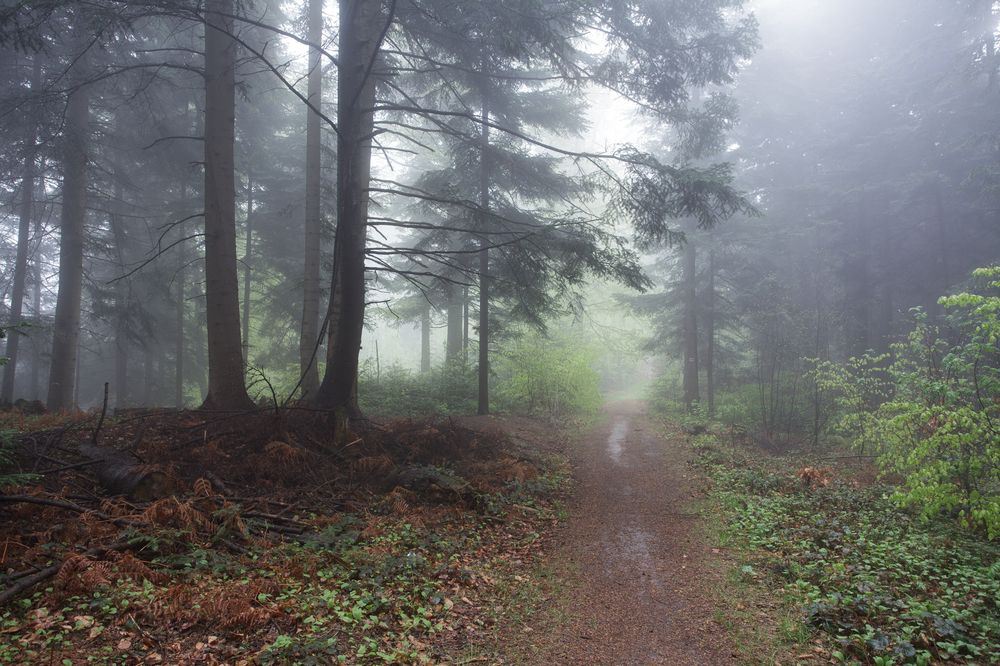 Forest