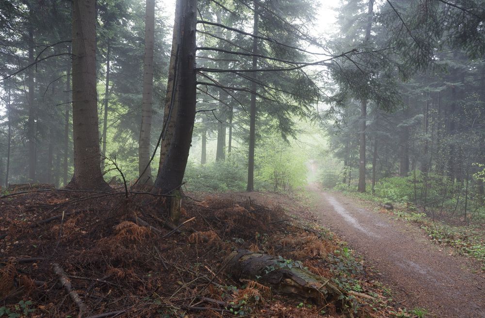 Forest