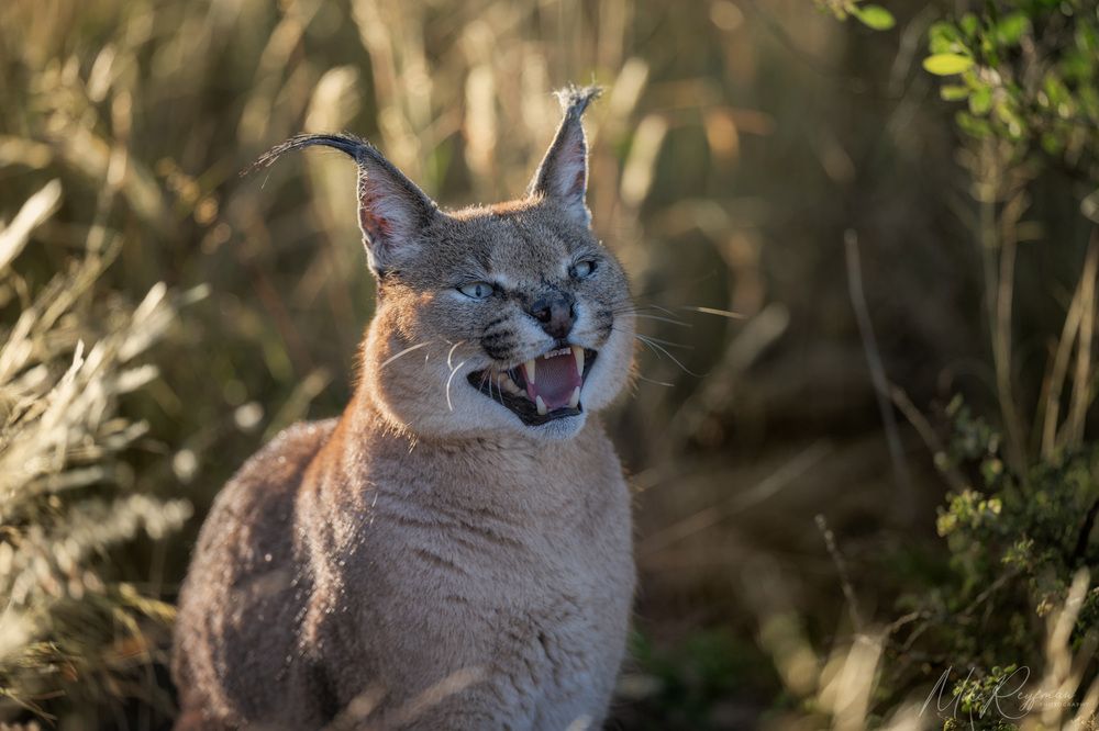 Caracal - African Lynx