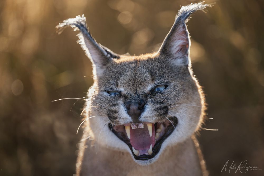 Caracal - African Lynx
