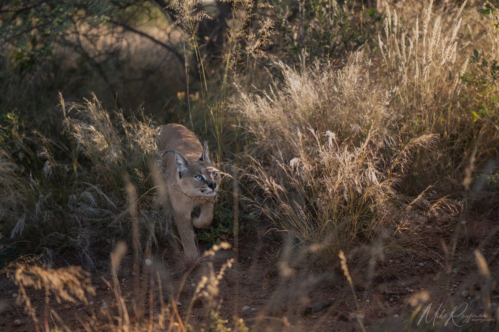 Caracal - African Lynx