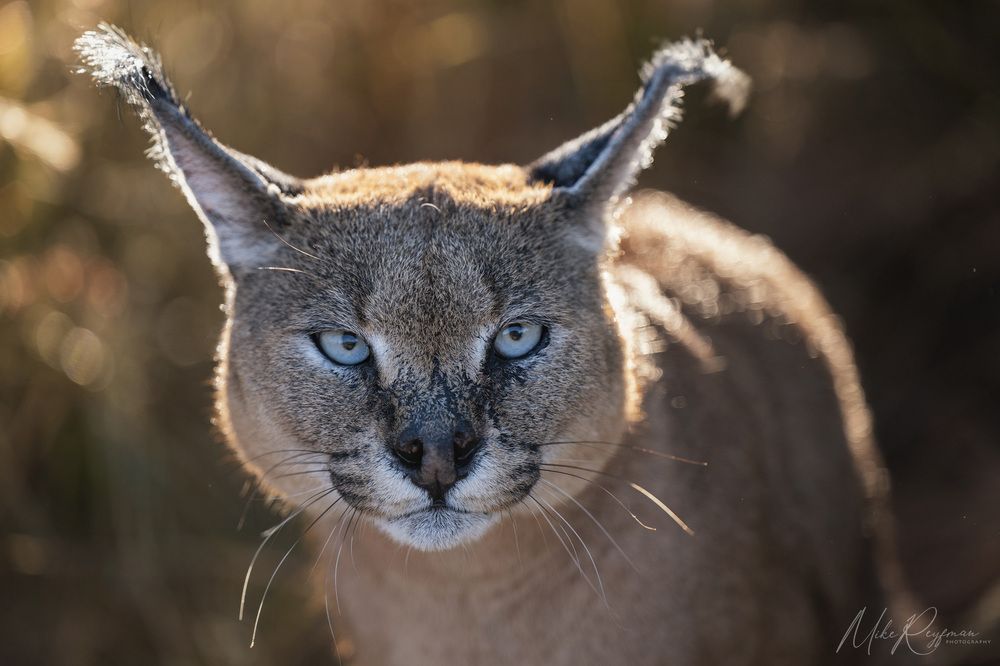 Caracal - African Lynx