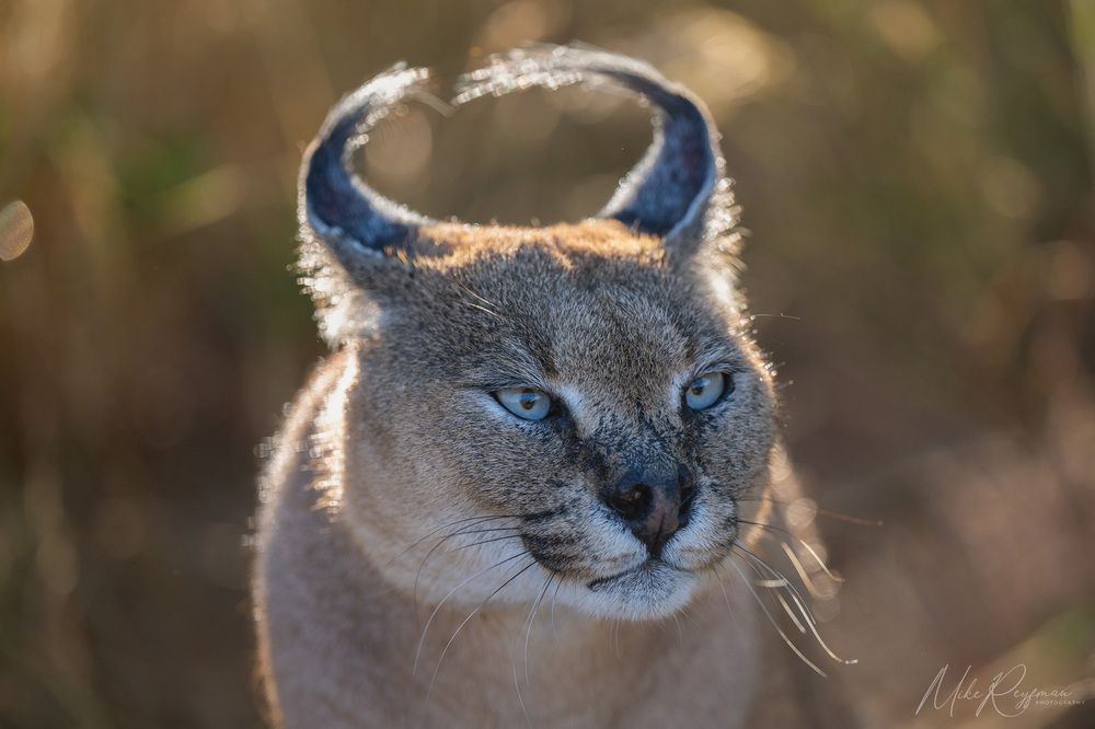 Caracal - African Lynx